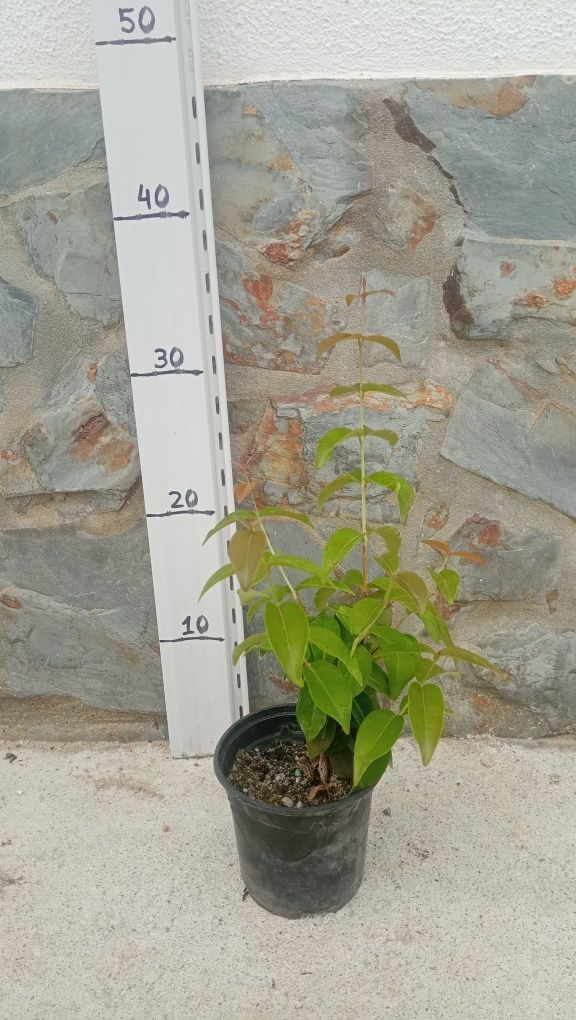 Pitangueira e araçá vermelho em vaso