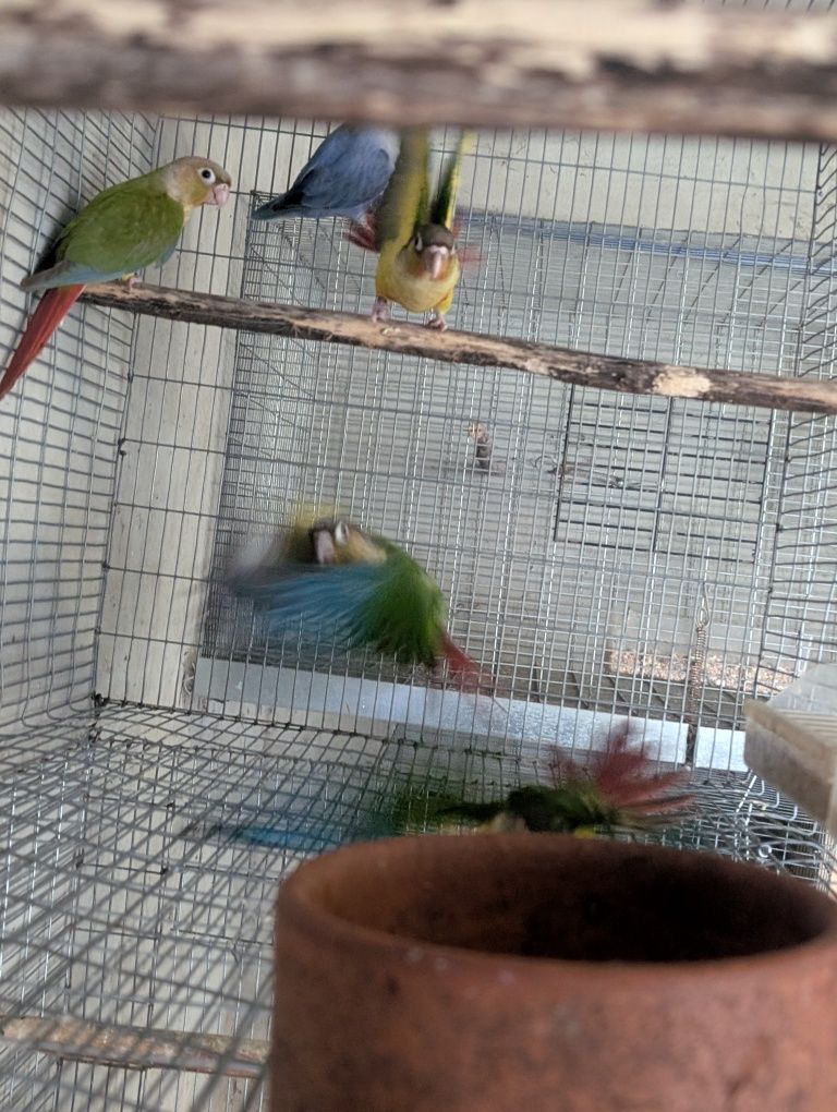 Pyrrhuras Molie Pineapple, hypoxantha e azul