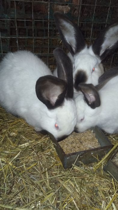 Продам молодих кролів.