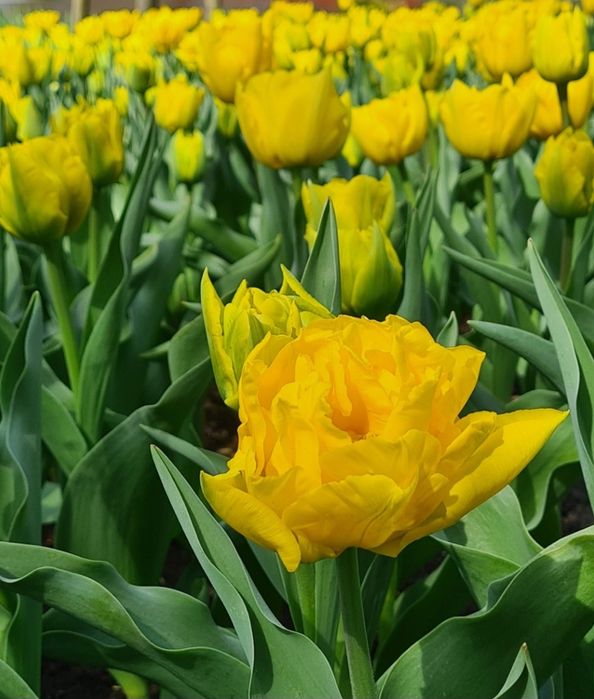 Cebulki tulipanów