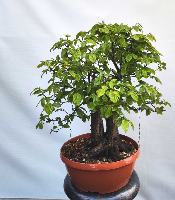 Pre bonsai Grab pospolity