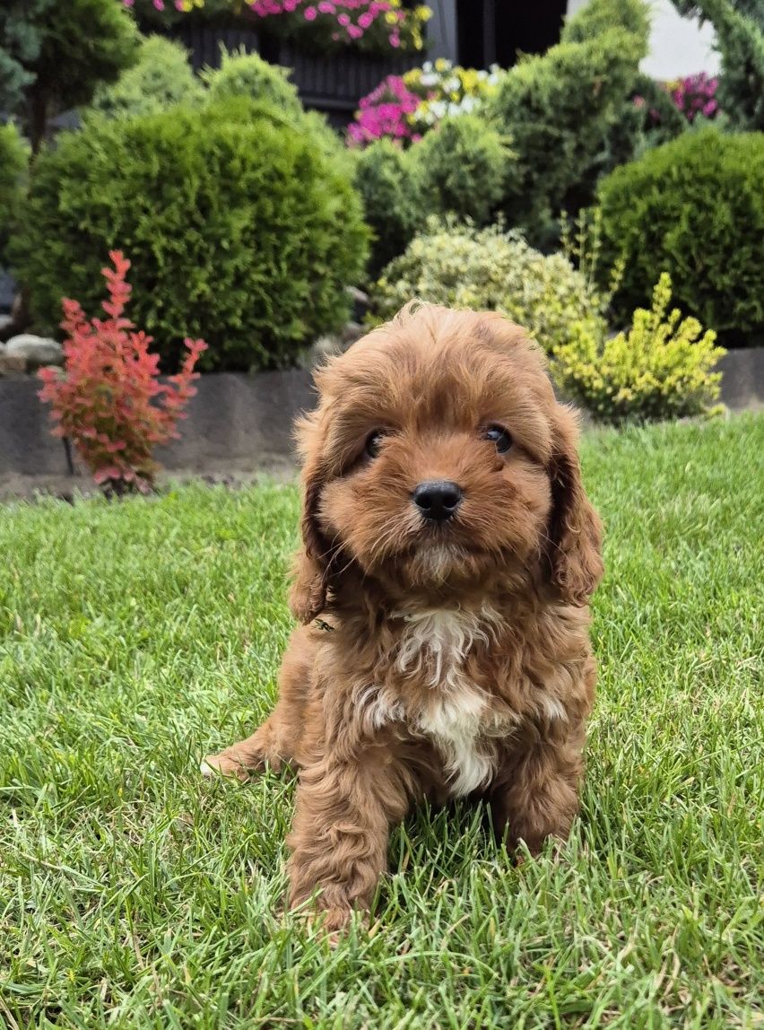 Cavapoo SAMCZYK hybryda ras