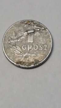 oM M062, stara moneta 1 grosz 1949 destrukt używane antyk starocie