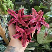 Криптантус / Cryptanthus rubin star