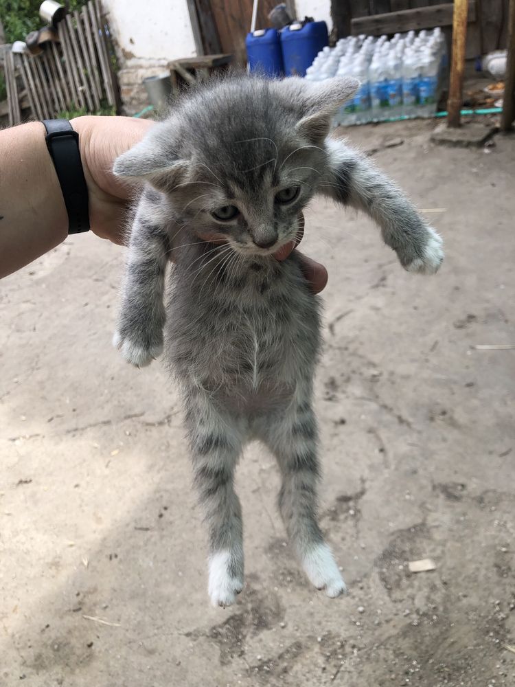 Віддам котенят в хороші руки