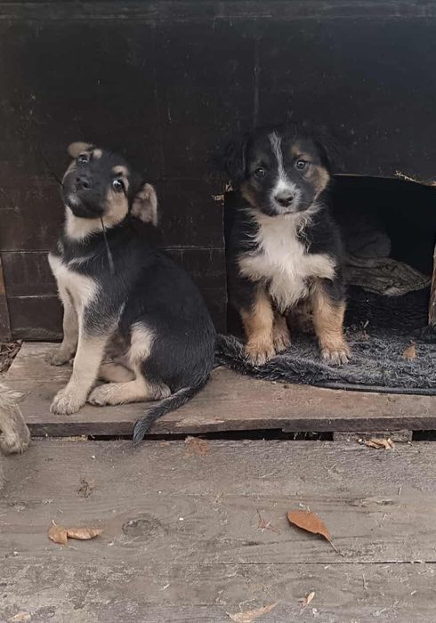 Отдам щенков-мальчиков