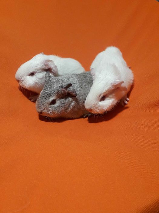 Морські свинки різних порід.