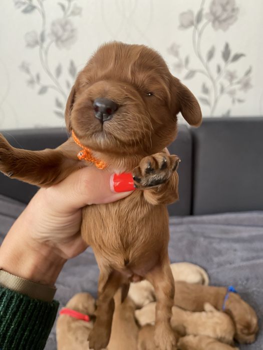 Cockapoo! Piekne maluszki!