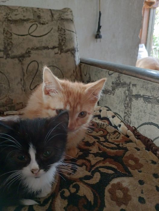 Отдам котят  в хорошим руки