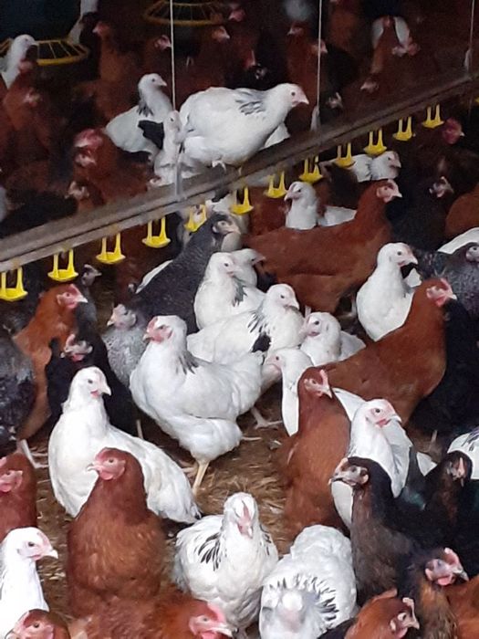 Młode kury nioski,kurki, kurczaki,kokoszki w różnym wieku dowóz GRATIS