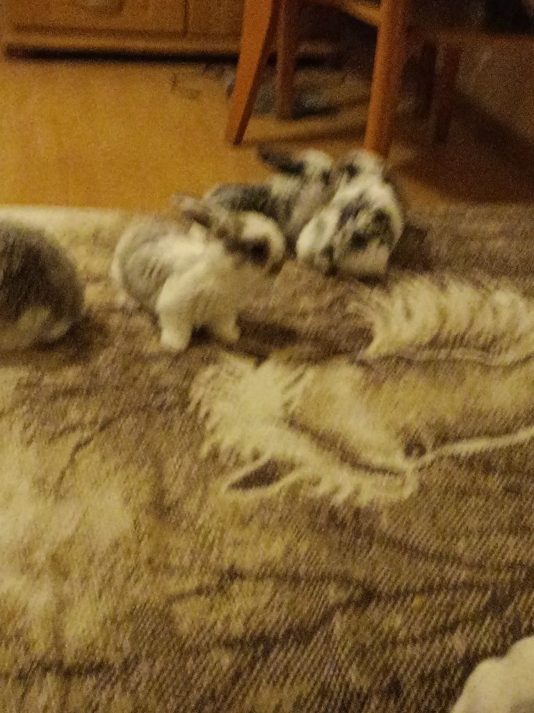 Króliki baranki mini lop