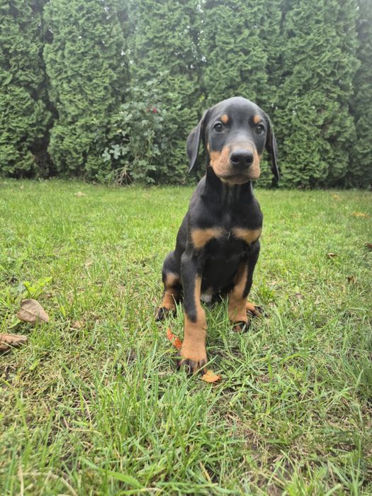 Doberman europejski