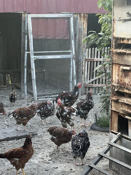 Молоді півні та річні курочки лівенська ситцева