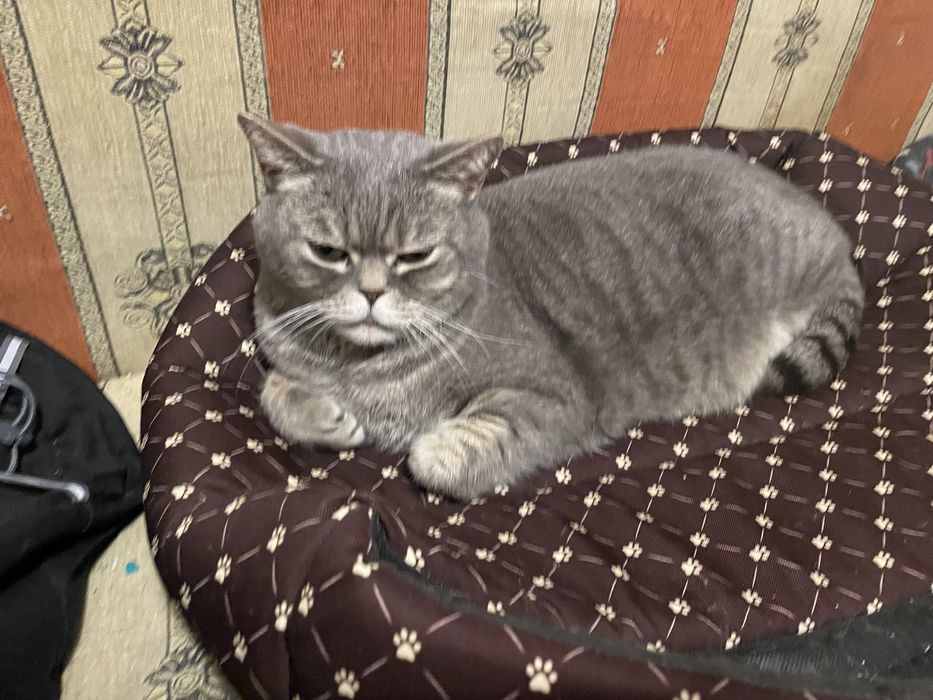 Opieka nad zwierzętami w warunkach domowych