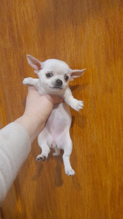 Біленькі чіхуахуа тип коббі. Доставка