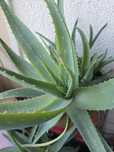 Aloe vera aloes leczniczy roślina doniczkowa