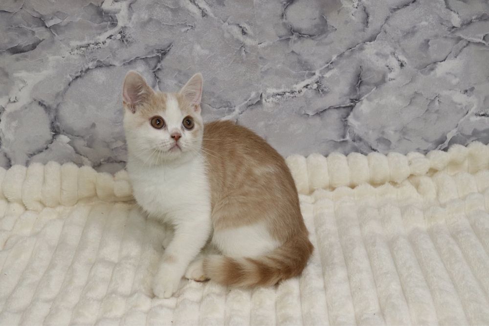 Хлопчик рухлива зефірка