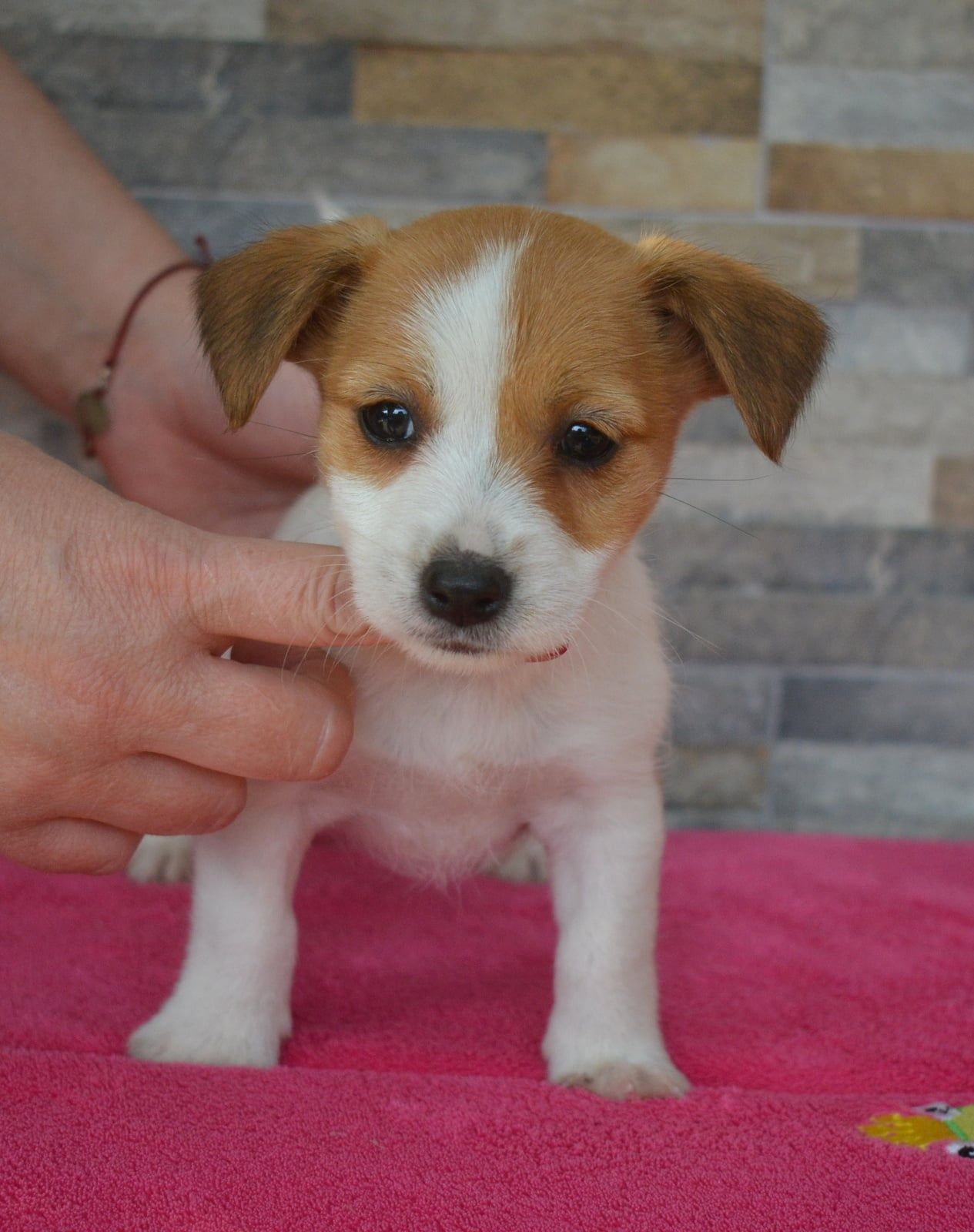 Jack Russell Terrier śliczny piesek ZKwP FCI rodowód