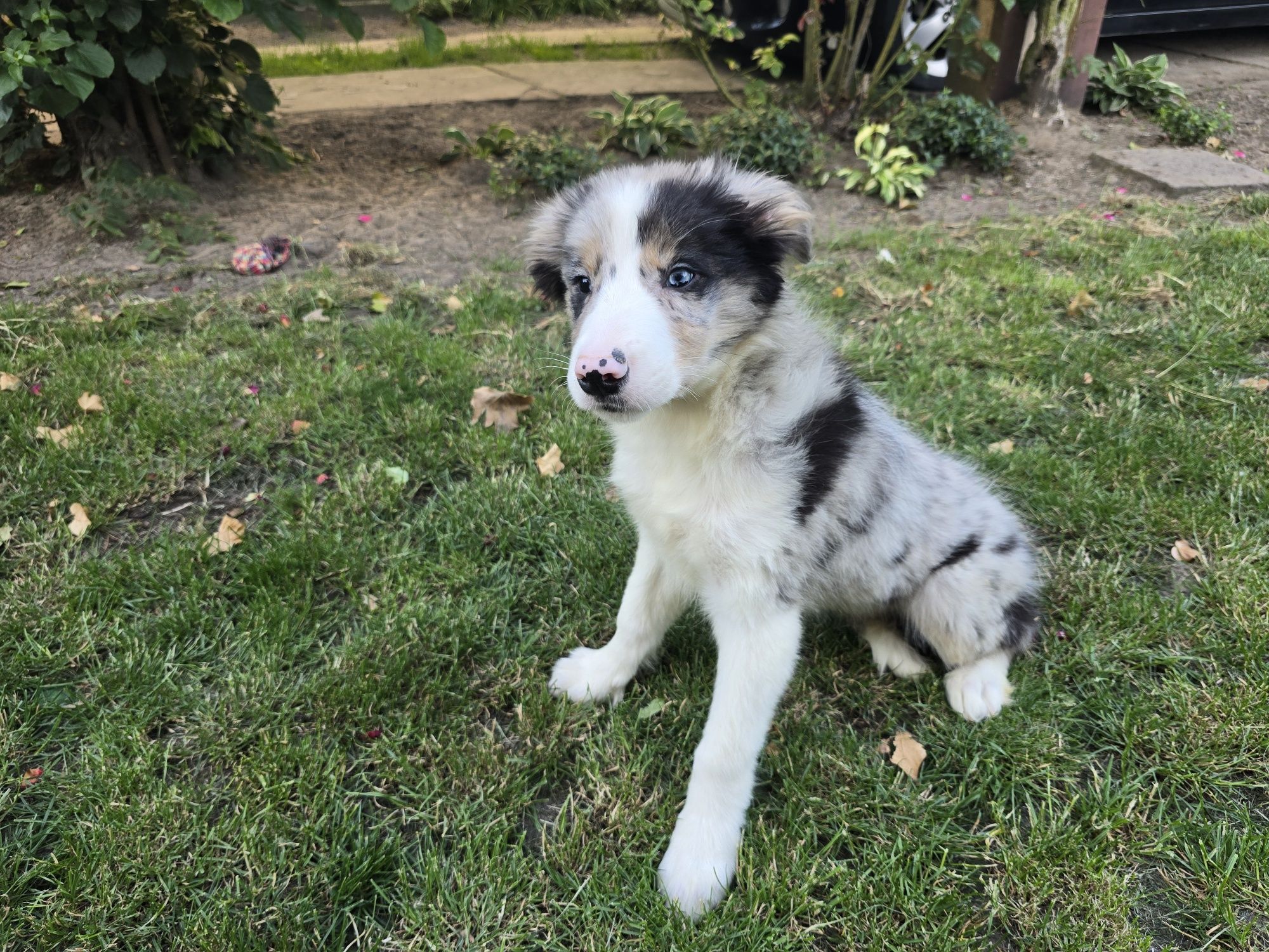 Border Collie ZKwP FCI