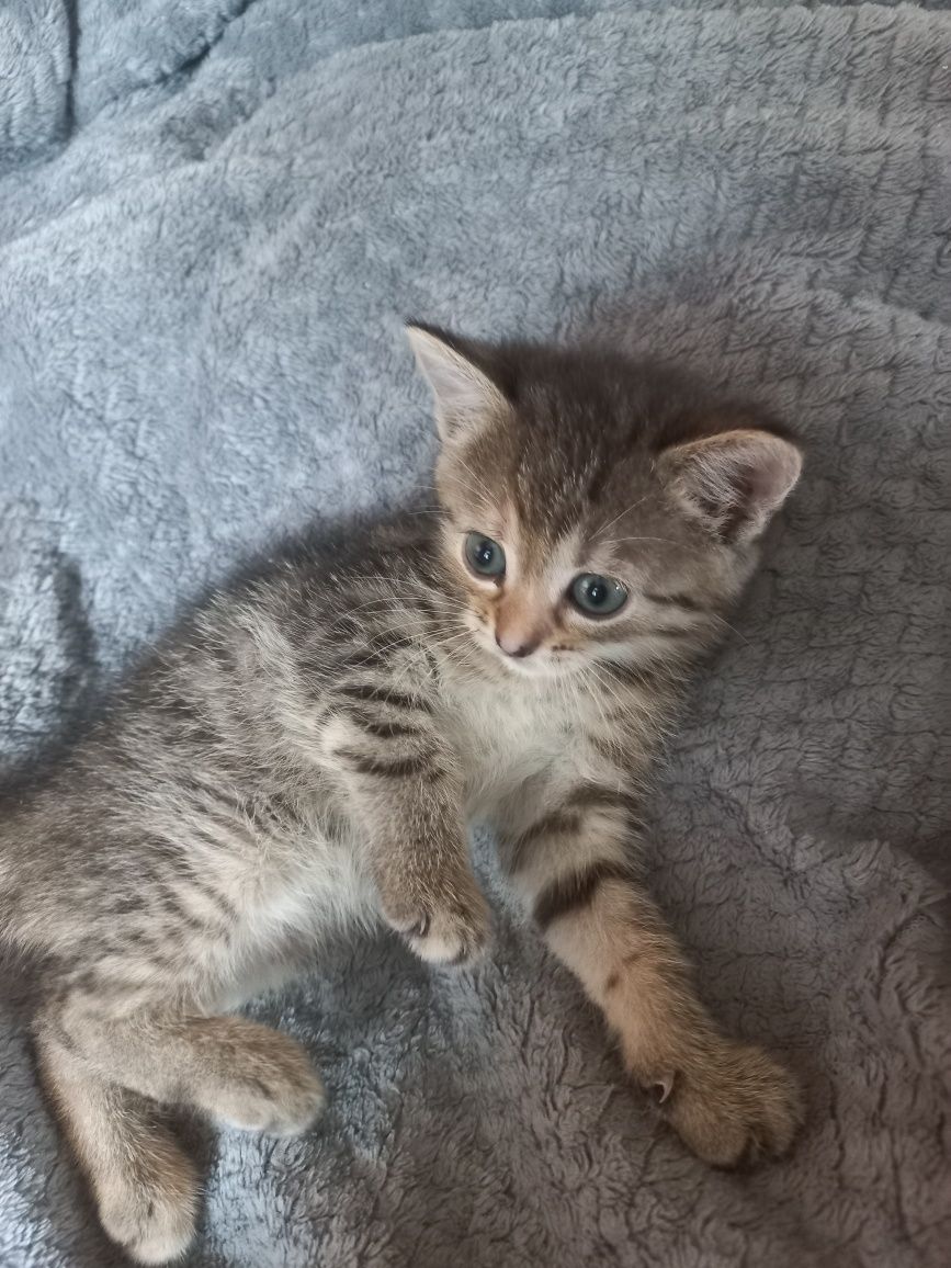 Kocurek i 2 kotki