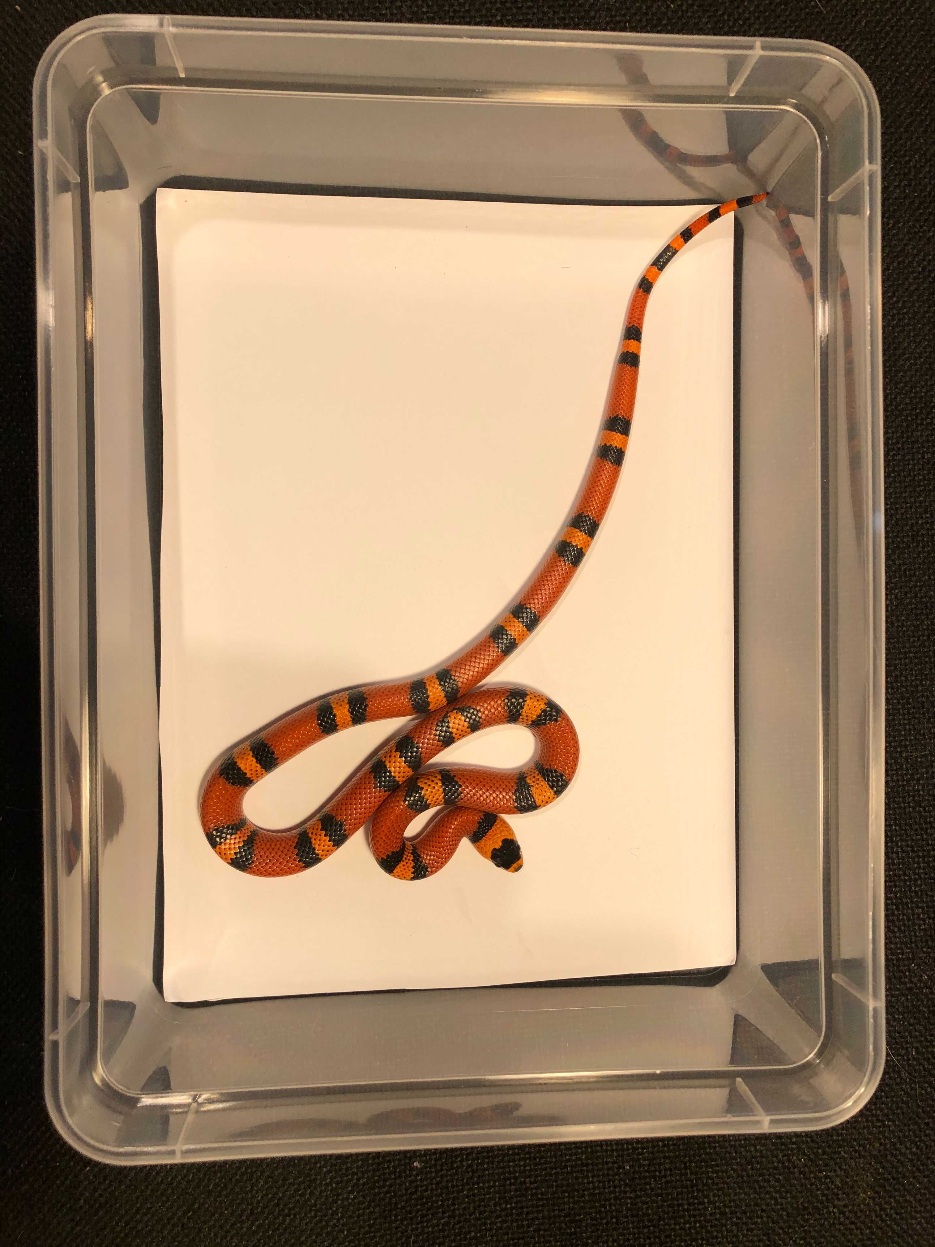 Wąż Lancetogłów Lampropeltis hondurensis tangerine, SAMICA2021, nr.9/4