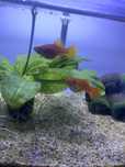 Oddam mieczyki za darmo
