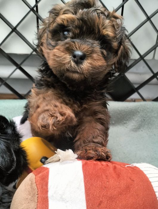 Shihpoo piesek piękny kolor