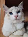 Kocurek Ragdoll blue bicolor lynx