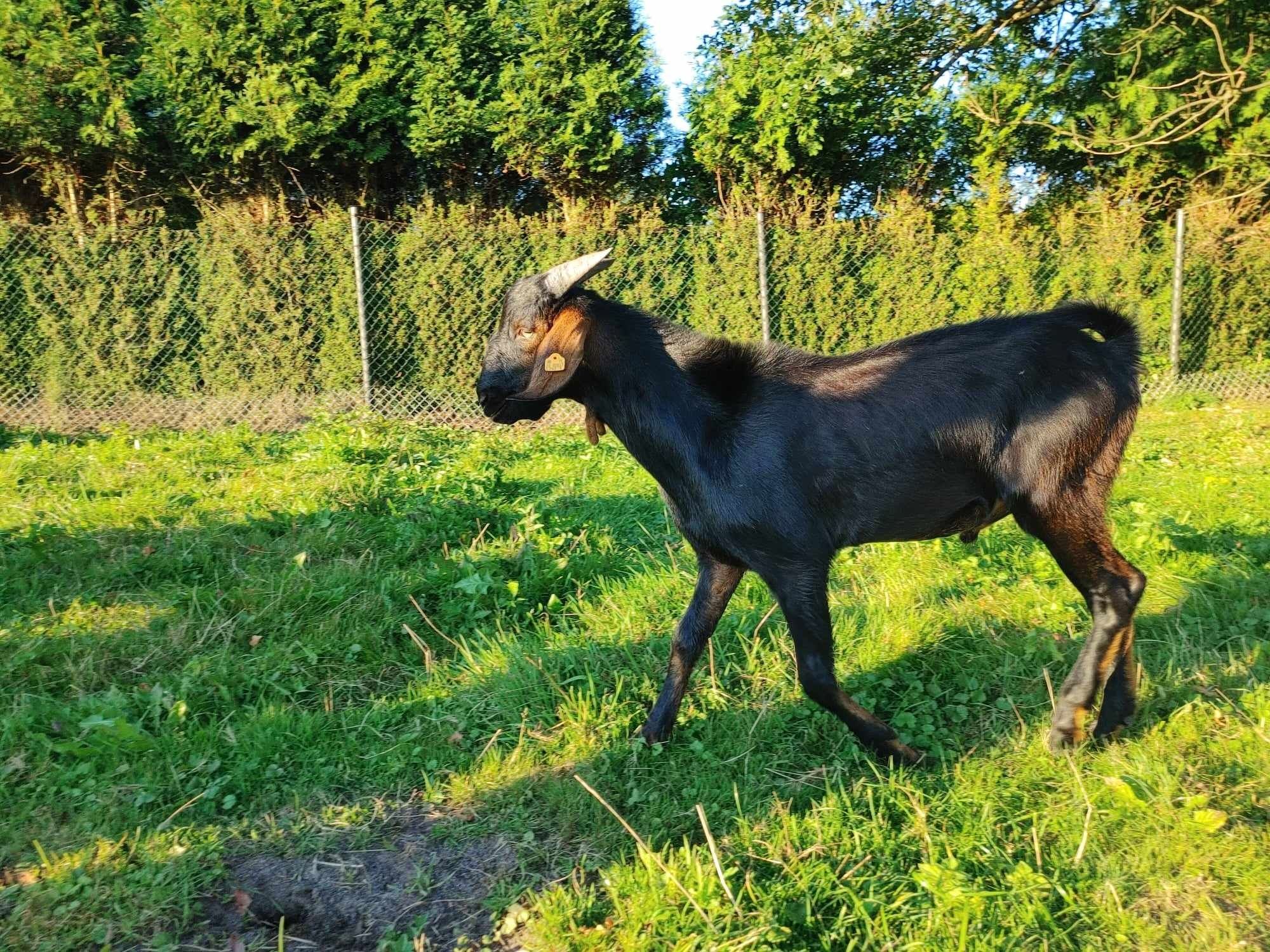 Kozioł anglonubijski - sprzedam