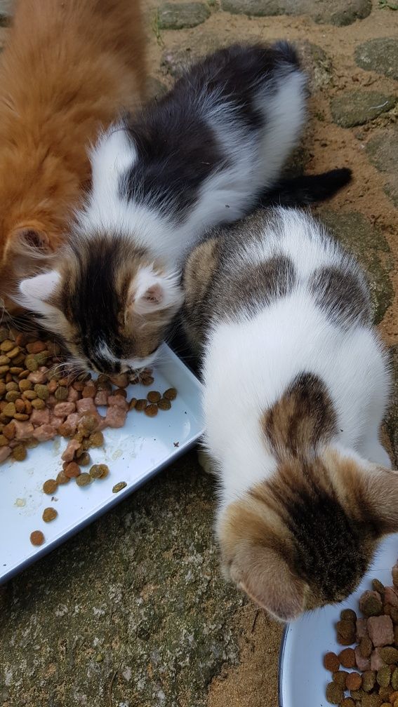 Przekażę kotki do adopcji