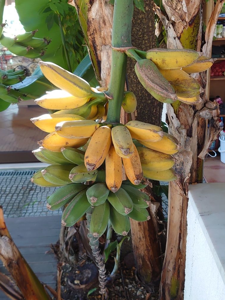Bananeiras Bananas Fruto (3 = 40,00 EUROS)