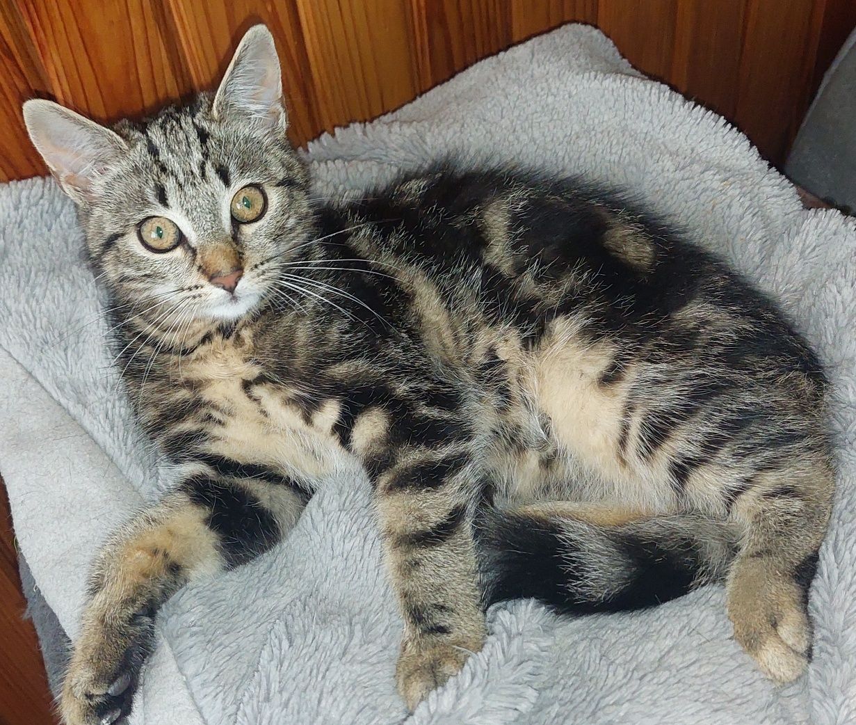 Kocurek trzymiesięczny do adopcji