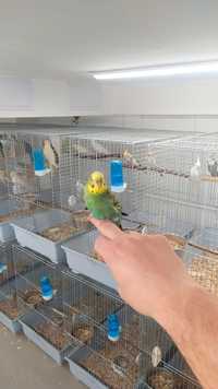 Papugi faliste-idealne do oswojenia