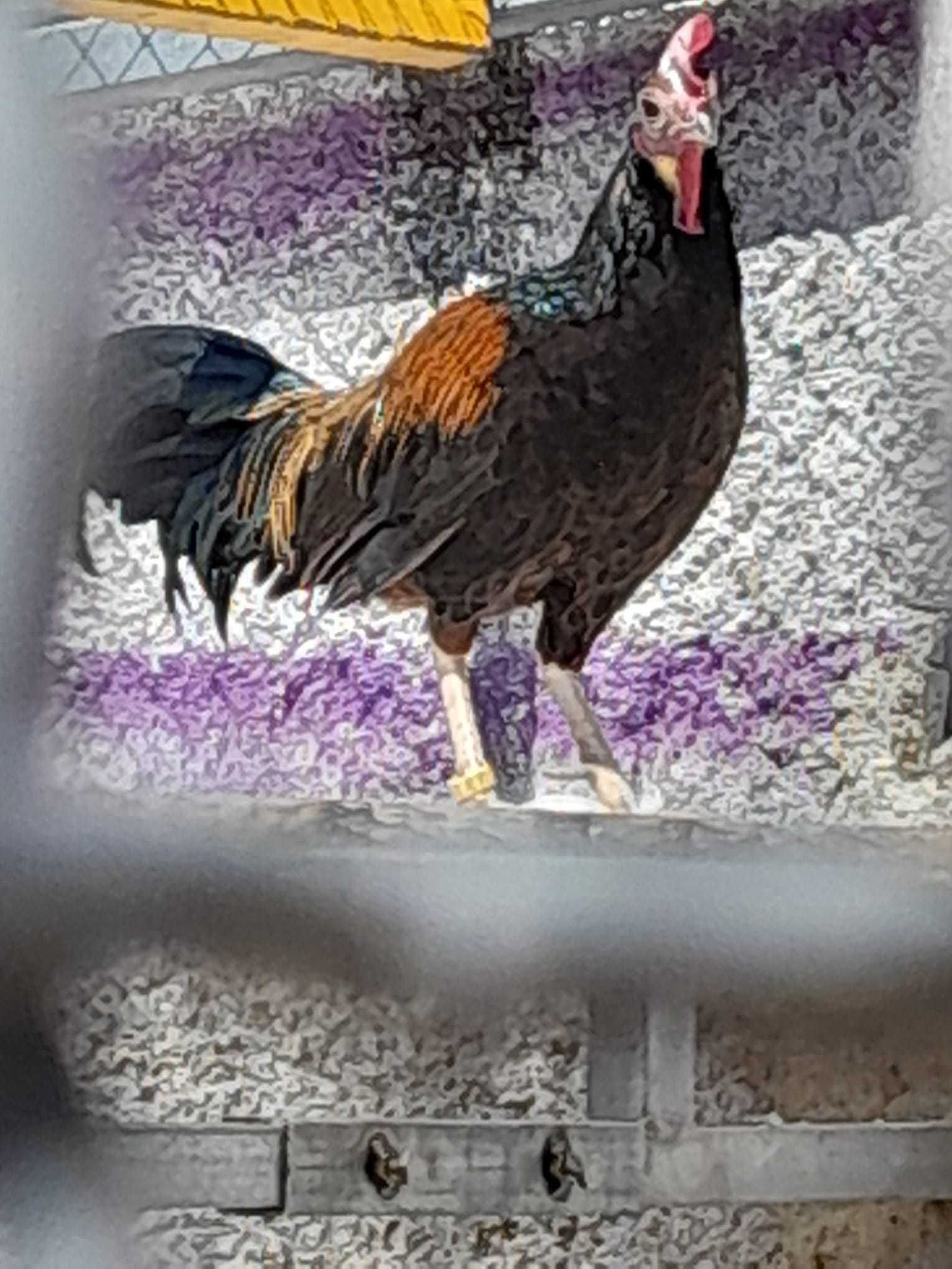 Gallus Várius, Vs., Green Junglefowl