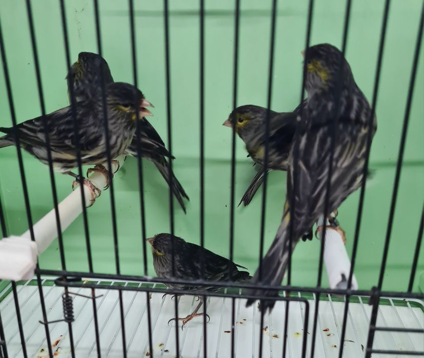 Canários Negros Amarelo Mosaico