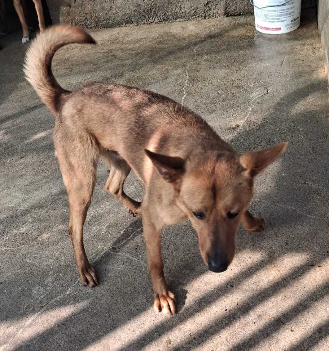 O alegre LUCKY está para ADOÇÃO!
