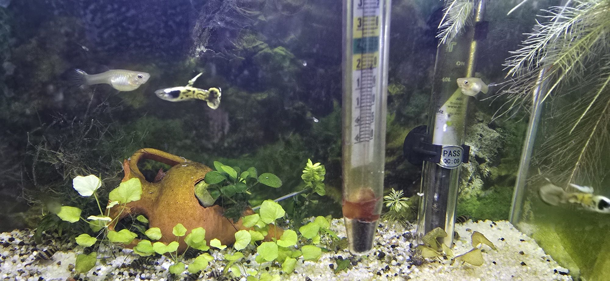 Cedo peixes caseiros