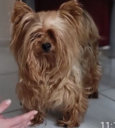 В'язка міні Йорка.