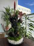 Decoracao com plantas