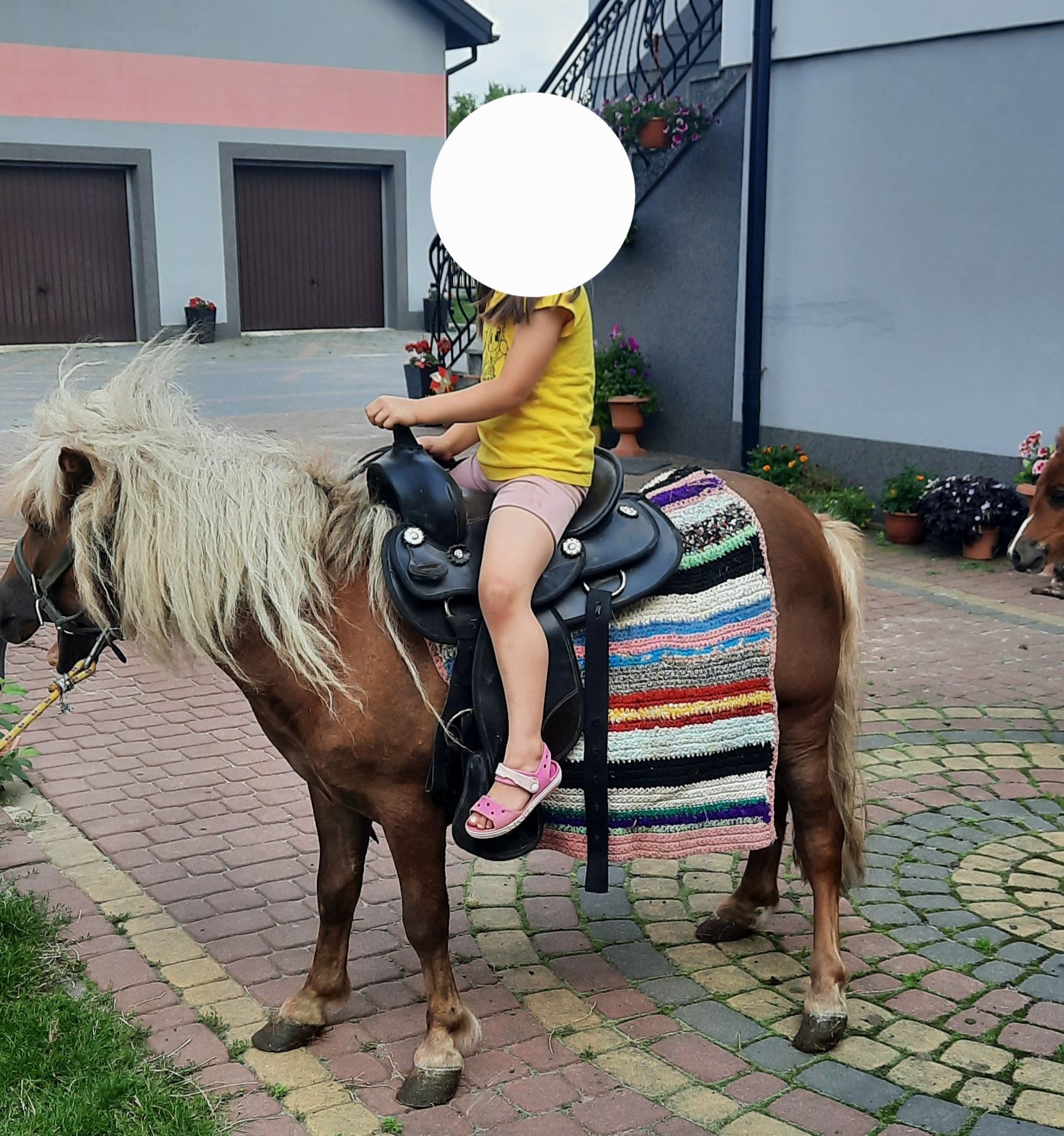 Klacz kucyka ze źrubką