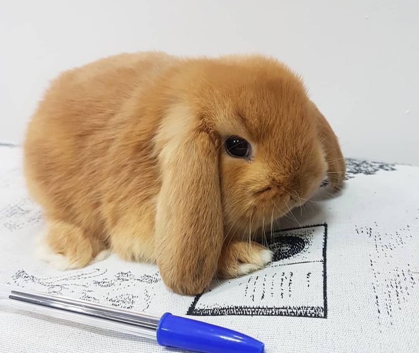 KIT Coelhos anões mini loop, orelhudos muito meigos e brincalhões