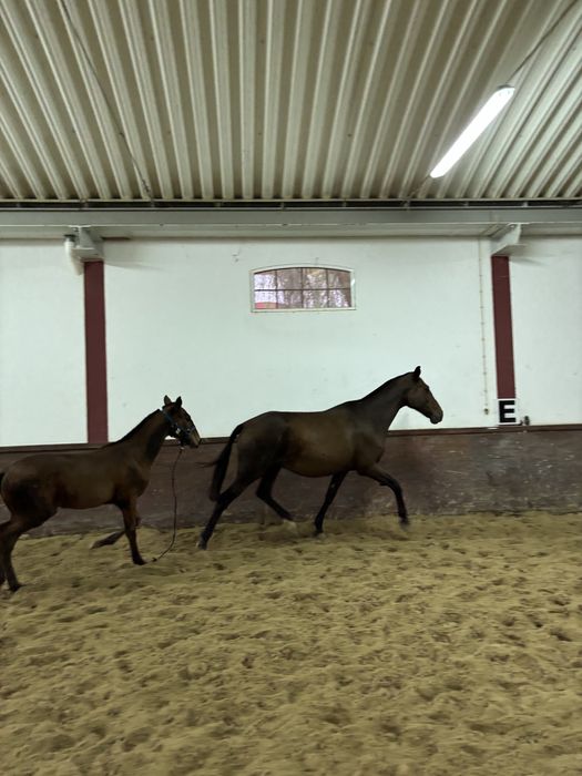 Égua lusitana sem papeis