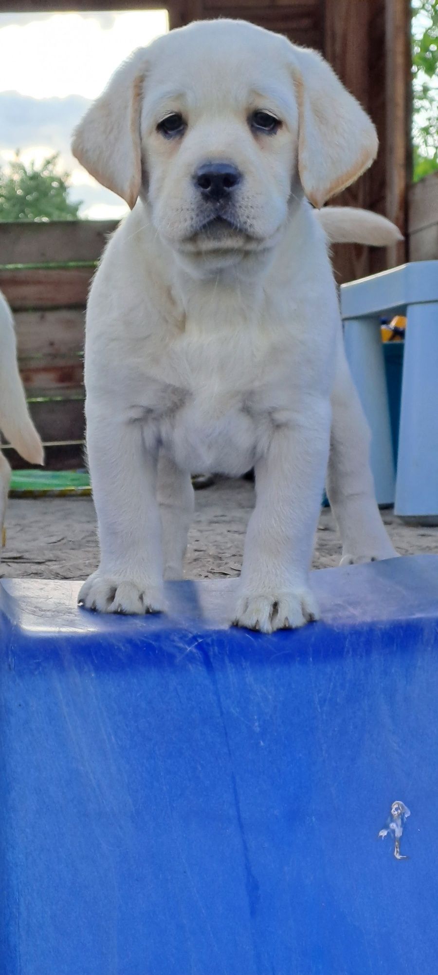 Labrador retriever biszkoptowy