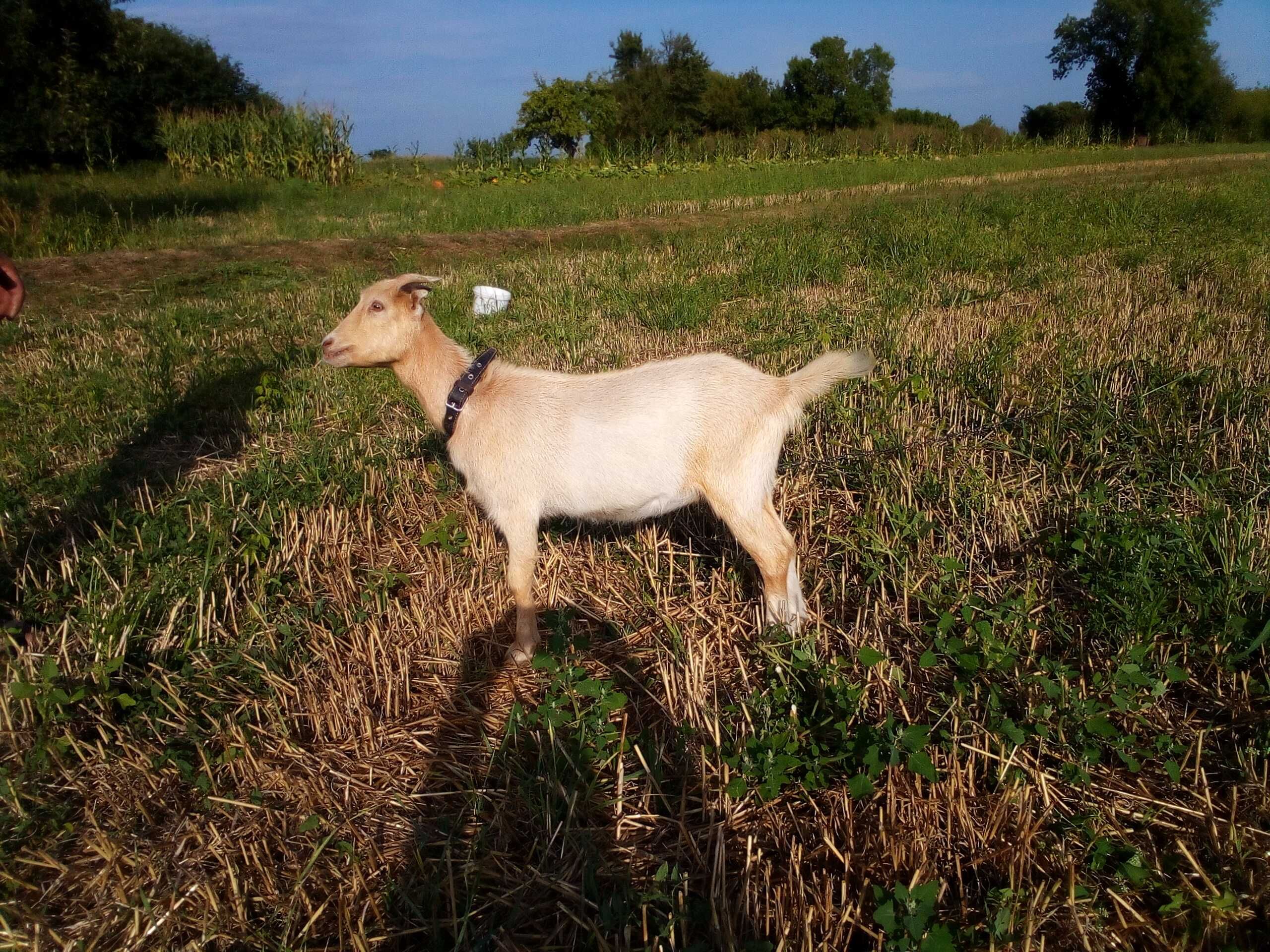 Продам кози Ламанчі