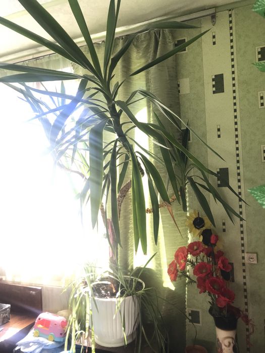 Юка пальма декоративна  вазон дерево 2м