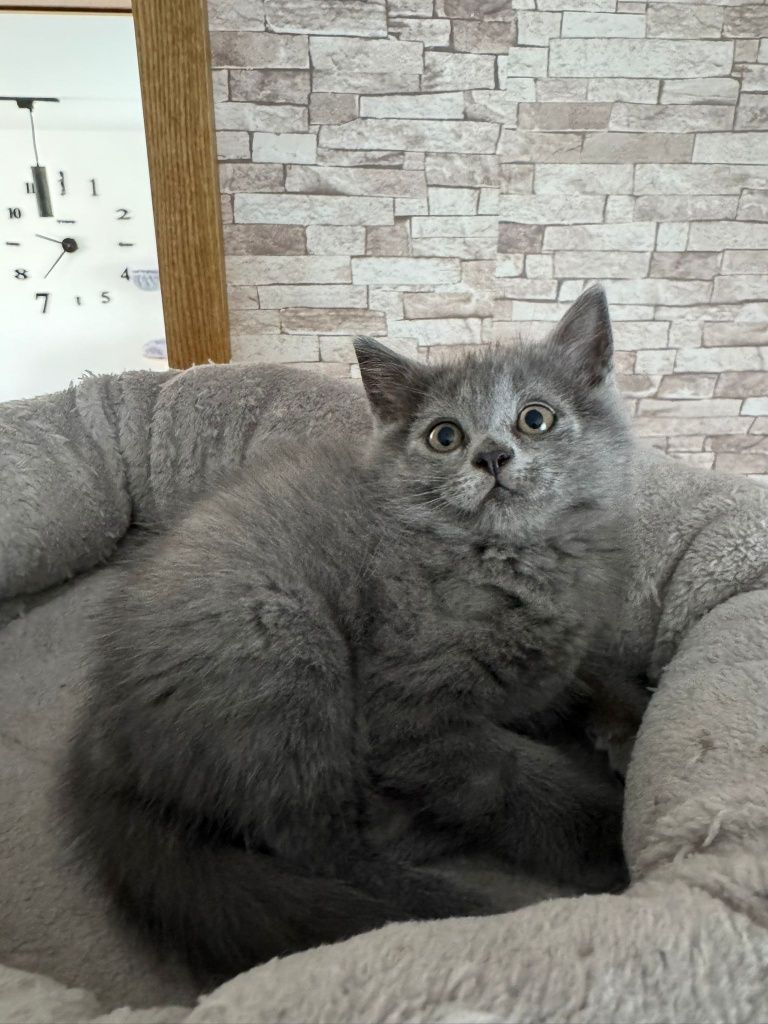 Brytyjskie niebieskie kot kocurek