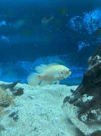 peixe oscar albino