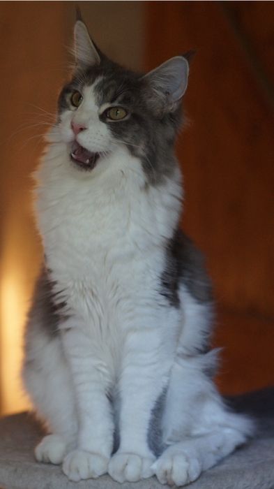 Kotka Maine Coon FPL