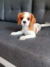 Cavalier King dziewczynka zarezerwowana