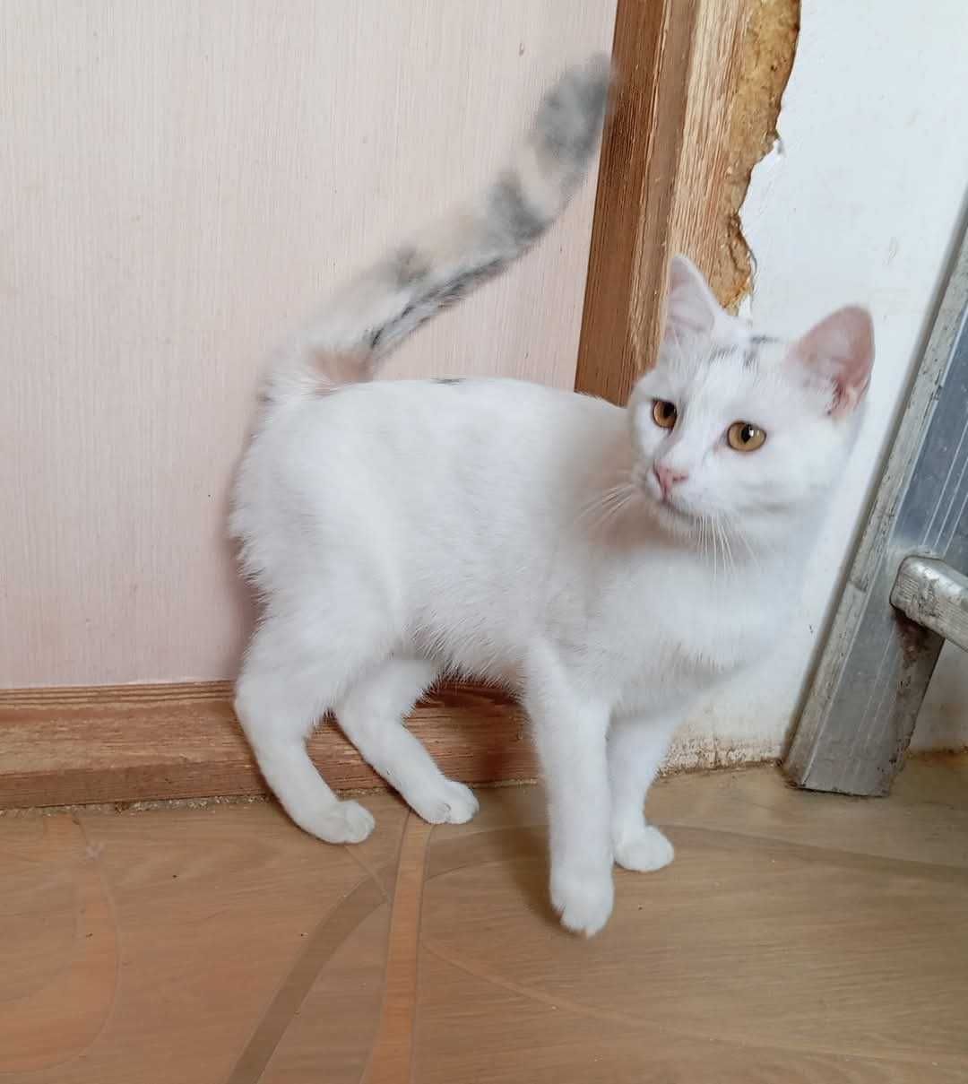 малышка Лия ищет любящую семью!